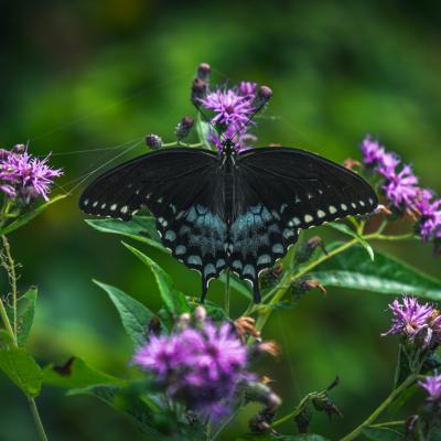 Butterfly on a flower